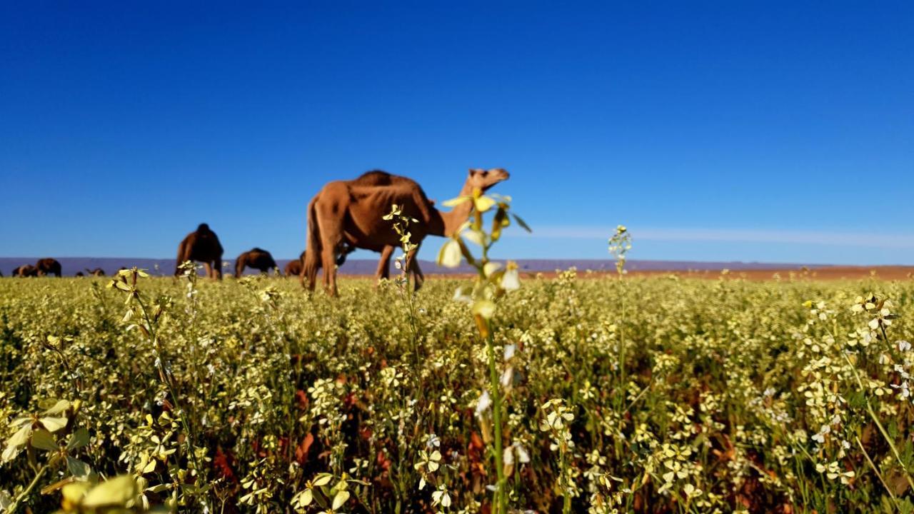 Sahara Luxury Camp Vip Hotell Merzouga Eksteriør bilde